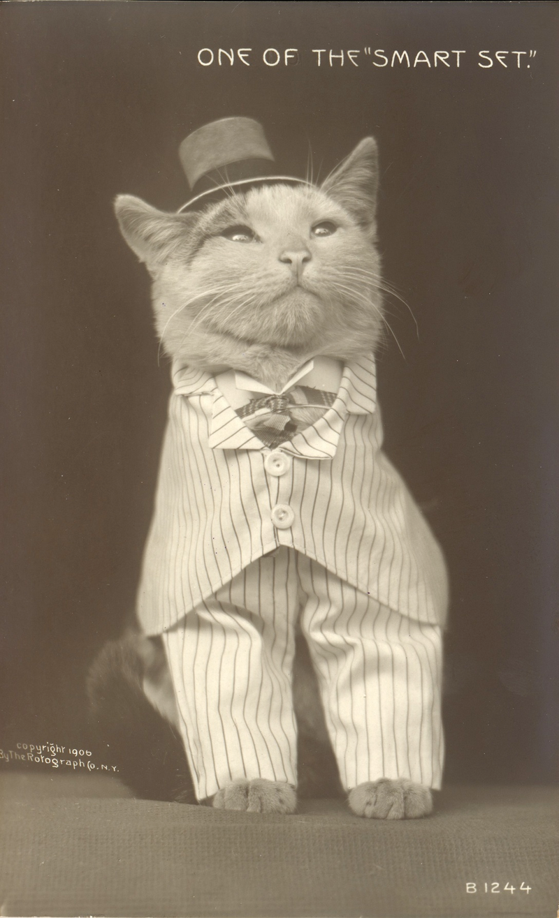 Illustration for article titled Vintage Photos Reveal Century-Long Obession with Dressing Up Pets